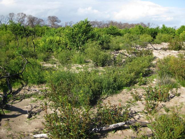 Becher Point wetlands (photo by Bronwyn Goody)