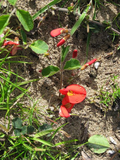 Scarlet runners (Kennedia prostrata) at Becher Point (photo by Bronwyn Goody)