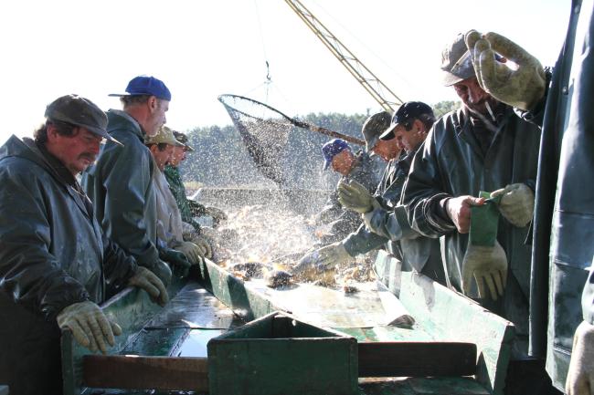 Fishermen in Milicz Fishponds