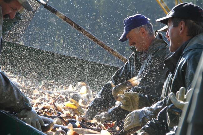Fishermen in Milicz Fishponds