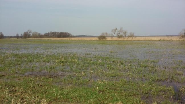 Swidwie Lake Nature Reserve