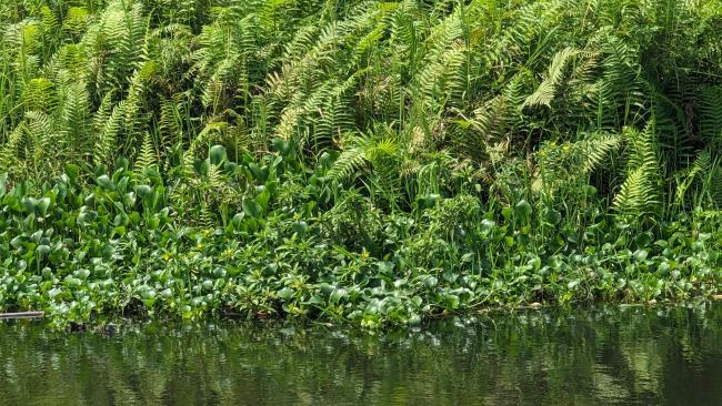 Ebute Oni Coastal Wetland