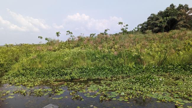 Ebute Oni Coastal Wetland