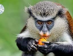 Cercopithecus mona
