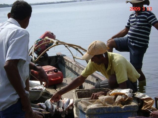 Pescadores después de la faena de pesca con especies como Bocachico y Pacora