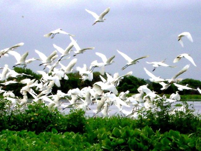 Garza Real en la ciénaga de Zapatosa