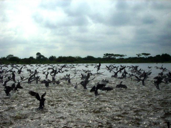 Pato Yuyo en la ciénaga de Zapatosa