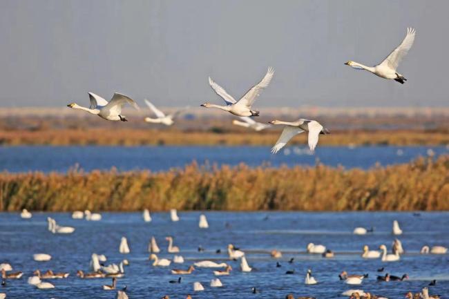Cygnus columbianus