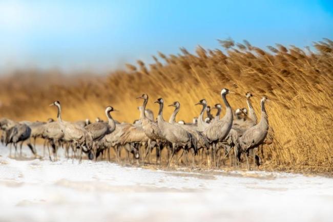 Grus grus