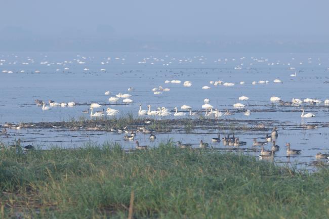 Cygnus columbianus and other overwintering water birds