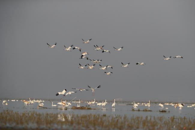 Overwintering water birds