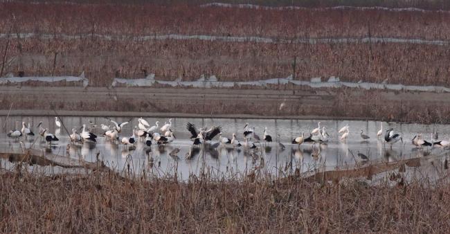 Ciconia boyciana and other waterbirds