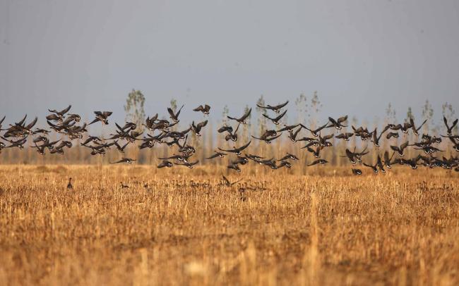 Wetland birds