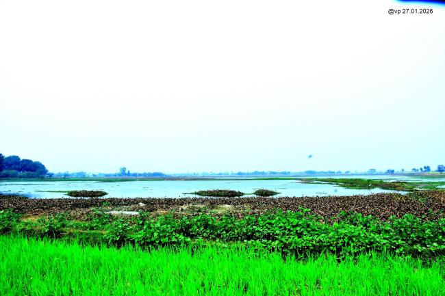 Sauj Jheel