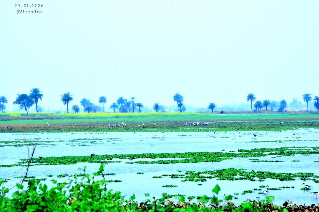 Sauj jheel 
