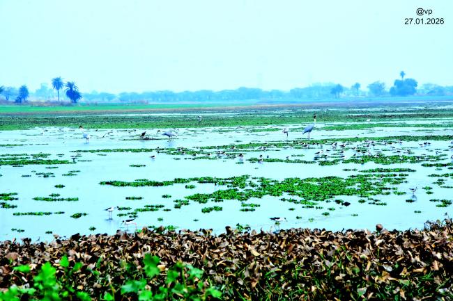 Sauj Jheel 