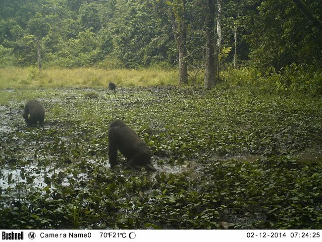 Chimpanzé aux baies de Diba Diba