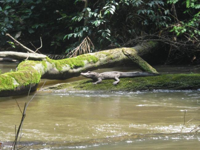 Crocodile nain sur la Bouenguidi