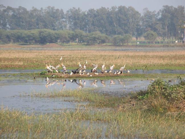 Congregation of Painted stork at Sandi Bird Sanctuary