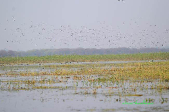 Congregation of Migratory BIrds at Sandi Bird Sanctuary