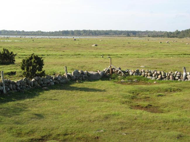The northern sub site. Well managed wetland. 