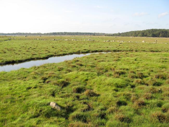 The northern sub site. A small ditch is crossing the wetland.