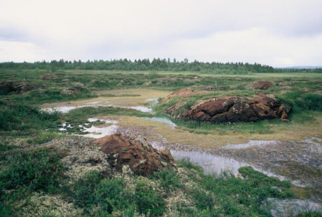 Palsa mire in the central parts of Mannavuoma.
