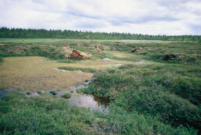 Palsa mire in the central parts of Mannavuoma.
