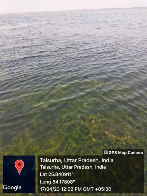 Jai Prakash Narayan Bird Sanctuary  - Macrophytes