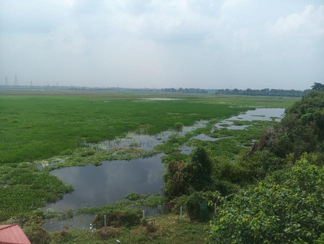 Jai Prakash Narayan Bird Sanctuary  - Wetland view