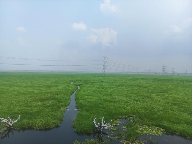 Jai Prakash Narayan Bird Sanctuary  - Wetland view