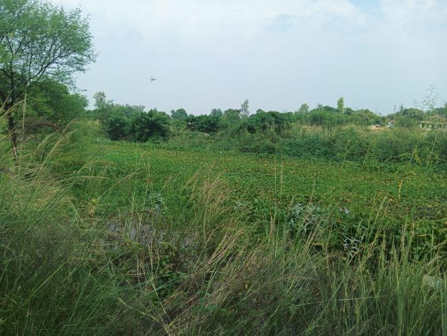 Jai Prakash Narayan Bird Sanctuary  - floral species