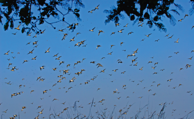 Jai Prakash Narayan Bird Sanctuary  - migratory birds