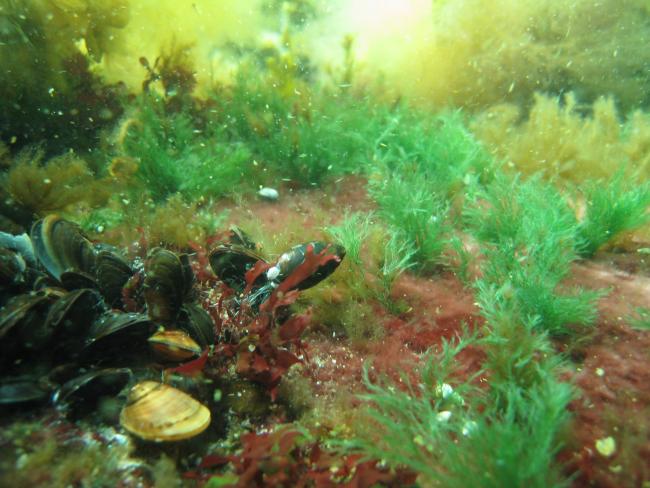 Marine diversity at the site