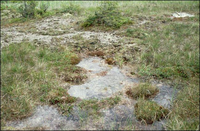 Calcareous tufa in the site Tysjöarna