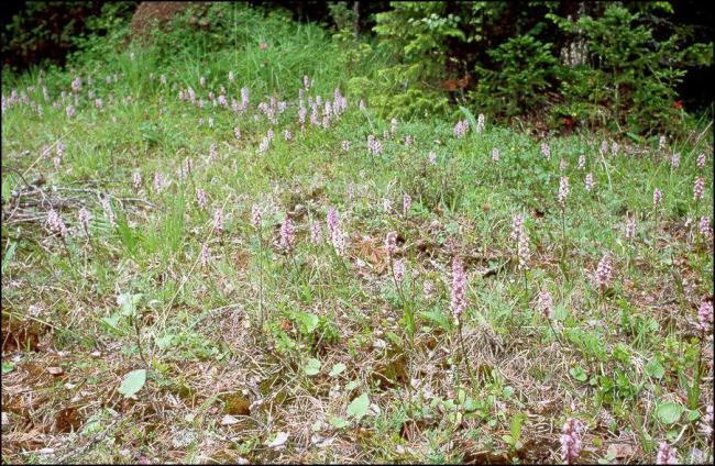 Orchids in The site Tysjöarna