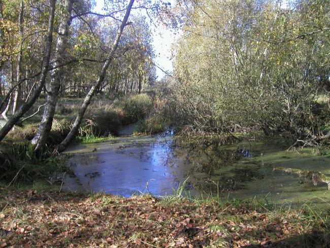 East part of Kvismaren.