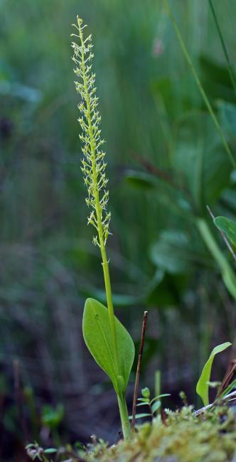 One-leaved bog-orchid, Malaxis monophyllus.