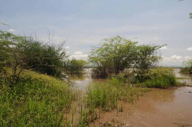 Edge vegetation