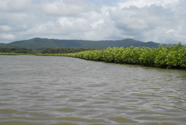 Aghanashini estuary fringed with mangroves blending with the foothills of the Western ghats