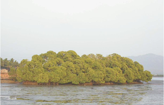 Aghanashini Estuary