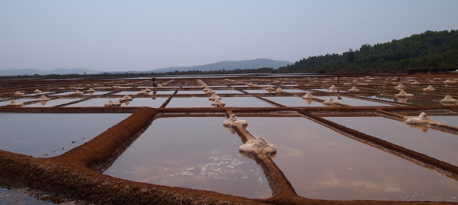 Sanikatta salt pans of Aghanashini