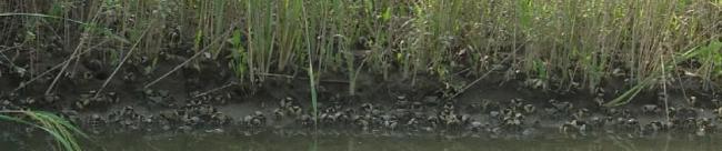 Red-foot Crab