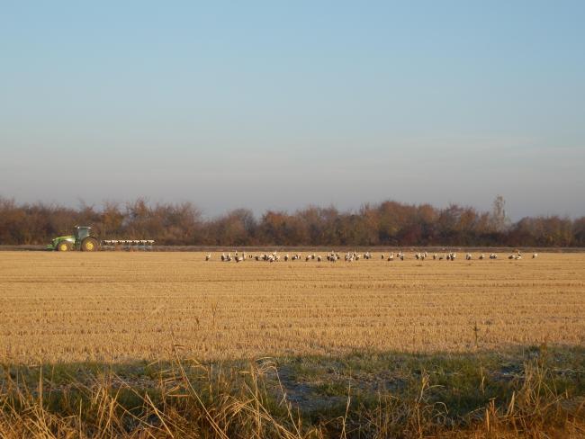 Rizières et cigognes blanches