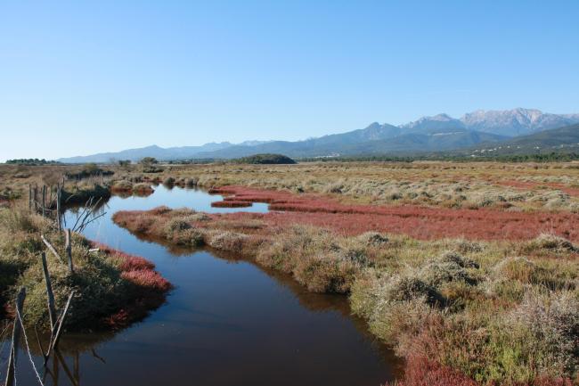 Sansouïre Etang de Palo