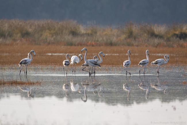 flamants roses Etang de Palo