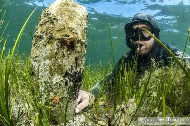 Pinna nobilis Etang d'Urbinu