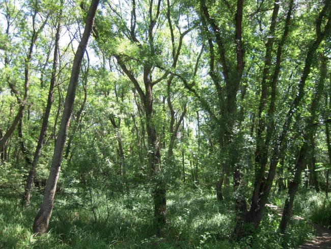 Secteur du Pas des Vaches Aulnaie-Frénaie