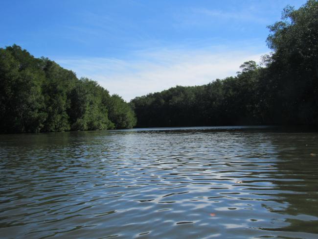Bosque de Manglar/Estero de Jaltepeque