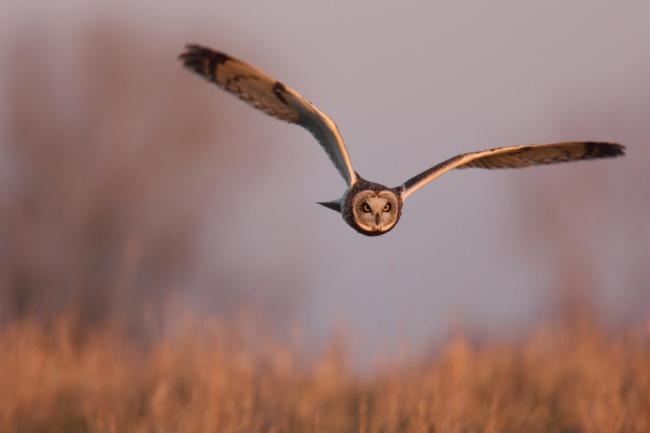 Hibou des marais